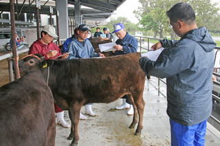 ３月のセリに上場する雌子牛を審査する全国和牛登録協会などの関係者＝３日午後、黒島家畜セリ市場