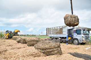 ハーベスターで刈り取ったサトウキビをトラックに積み込む農家。雨で刈り取りに遅れも出ている＝石垣市大川のほ場