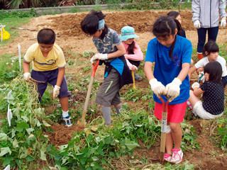 農園でサツマイモを植え付ける比川小学校の児童ら＝23日、同校農園