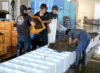 収穫した養殖モズクを容器に詰める漁協の職員ら＝８日午後、八重山漁協