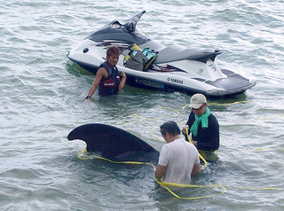 水上バイクでクジラを沖へえい航しようと試みる関係者ら＝23日ビーチホテルサンシャイン東側の浜（石垣海上保安部提供）