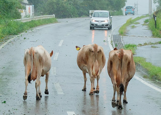 牧場を出て県道を歩いていた乳牛＝10日午後２時ごろ、石垣島堆肥センター前の県道