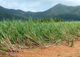 台風13号の暴風で倒伏したサトウキビ。折損被害は少なかったという＝10日午前、於茂登岳ふもとのサトウキビ畑
