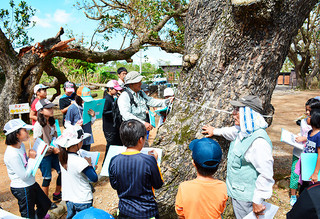 宮良浜川原のヤラブ並木で巨木の直径を測る様子を観察する子どもたち＝５日午前