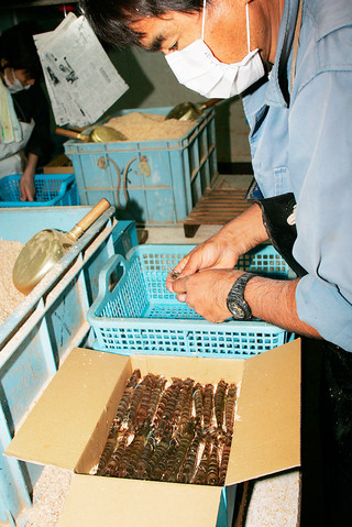 竹富島で養殖が行われているクルマエビの出荷作業。㈱ユーグレナが竹富エビ養殖㈱を買収し、子会社化する＝２０１１年12月12日