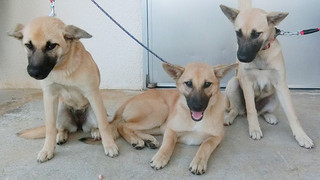 八重山保健所に収容されている子犬（同保健所提供）
