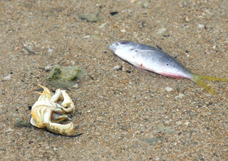 寒さで仮死し、浅瀬に打ち上げられた魚とカニ＝25日午後、名蔵湾
