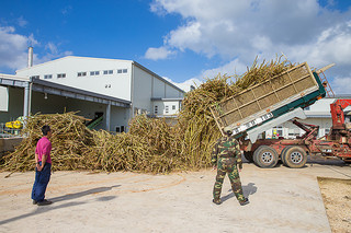 原料処理量の合計が２万２３０１㌧で操業を終えた竹富町内の３製糖工場。台風や長雨などが影響し全体的に低単収、低糖度だった＝１５年１２月８日午後、西表糖業