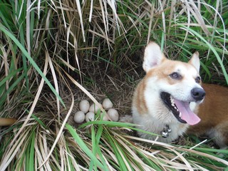 インドクジャクの卵を発見した探査犬（町自然環境課提供写真）＝９日午後、小浜島