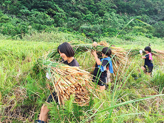 重く大きな束のヒメガマを湿地から運び上げる久部良中の女生徒たち＝18日午後、樽舞湿地帯