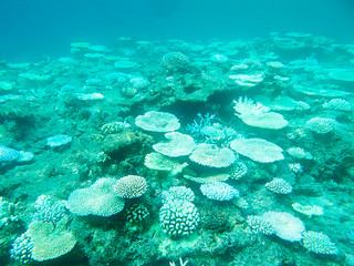 石垣島と黒島の中間地点のサンゴ。白化が進行している＝８月21日、（環境省那覇自然環境事務所提供）