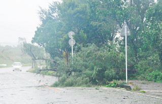 台風17号による強い風で倒れたと思われる樹木＝27日午後、石垣市真栄里の大本小学校近く