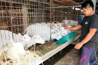 石垣市の優良繁殖ヤギの貸出事業で生産体制の強化が期待されているヤギ＝２日午後、平得の新垣山羊牧場