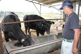 約２年間の飼養を必要とする肥育牛。石垣市が濃厚飼料費を補助する事業をスタートさせる＝４日午前、平得の牛舎