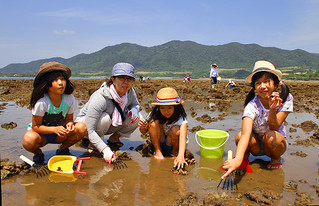 「浜下り（サニズ）」で多くの家族連れが潮干狩りを楽しんだ＝30日午後、名蔵海岸