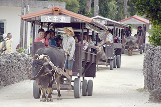 多くの観光客が訪れる竹富島で人気の水牛車観光。観光シーズンを迎え、受け入れを制限する声は根強い＝３月22日午前、竹富島