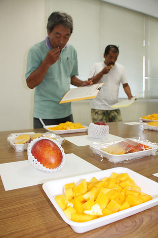 出品されたマンゴーを食べ比べする参加者ら＝21日午後、県八重山合同庁舎