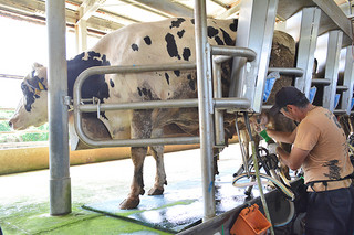 危機に陥っている八重山の乳業界。値上げも検討している。写真は㈱マリヤ乳業の牧場で搾乳している様子＝10日午後、同牧場