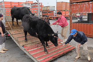 台湾出荷に向け、「美崎牛」をトラックから降ろす美崎畜産のスタッフら＝16日午後、石垣港