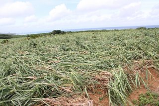 １億円余りの被害が確認されたサトウキビ。特に春植えで被害が大きかった＝11日午前、石垣島北部