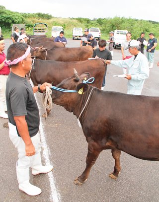 第13回黒島畜産共進会に出品された雌牛の栄養度などをチェックする審査員ら＝４日午後、黒島家畜セリ市場