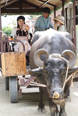 水牛車の出発を楽しみに待つ車いすモデルの日置有紀さん（左）＝１日午前、竹富島