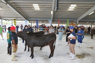 審査を受ける出品牛。５部門で入賞牛が決まった＝22日午後、八重山家畜市場