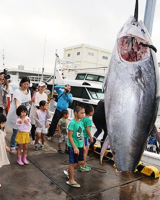 沖縄県の漁獲枠が拡大されたクロマグロ。漁業者には安堵の声が広がっている＝３月26日、八重山漁協