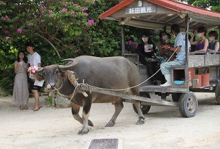 竹富島の観光業再開が本格化している。水牛車観光は観光客の注目を集め、道行く人が記念写真を撮る姿もみられた＝２日午前、竹富島