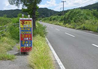 ヤマネコの交通事故が多発している湿地内の県道（高相徳志郎代表提供）
