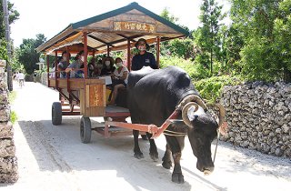 水牛車で島内を回る観光客ら＝21日、竹富島