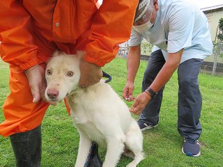 石垣市の狂犬病の予防集合注射が始まり、２日間で124頭が予防接種を受けた＝28日午後、双葉公民館