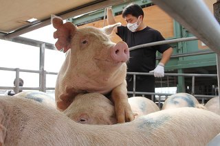 熊本県から母豚20頭が導入され、2社に10頭ずつ割り当てられた＝19日午後、石垣港