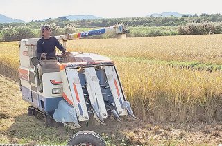 長粒種米を収穫する徳村さん。ジャポニカ米の倍の収量があるという＝11月25日、名蔵の水田（石垣市提供）