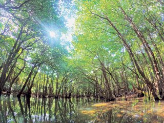 西表島の世界自然遺産登録が26日にも正式決定する予定。写真はマングローブ林がアーチ状になり幻想的な世界をつくりだすクーラ川＝5月15日、西表島