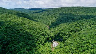 常緑照葉樹林が広がり豊かな生態系を育む西表島。国内５件目の世界自然遺産に登録された＝６月11日