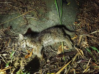 事故死したイリオモテヤマネコの幼獣（西表野生生物保護センター提供）