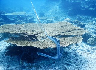 サンゴにかかった船のアンカー。サンゴを破壊する恐れが極めて高い＝2018年7月、西表島周辺海域（竹富町ダイビング組合提供）