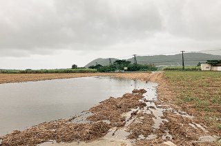 長雨の影響で大きな水たまりができたサトウキビ畑＝23日午後、川原地区