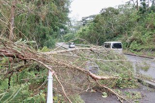 強風の影響で倒木が発生。歩道をふさいだ＝1日午後、県道79号線