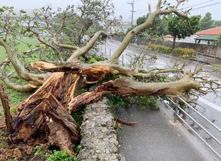 白保小学校運動場のデイゴの木が根元から折れ、車道に飛び出している＝4日午前、石垣市白保