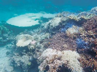 サンゴ礁の白化が進む竹富町小浜島南の海域＝9月（環境省提供）