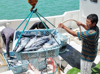 初水揚げされるカツオ。その日のうちに鮮魚店などに出回った＝6月30日午前、八重山漁協