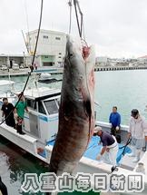 サメ駆除、初日25匹を退治　一本釣り研究会