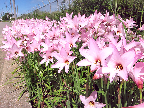 ピンクの花が見ごろ ゼフィランサス満開