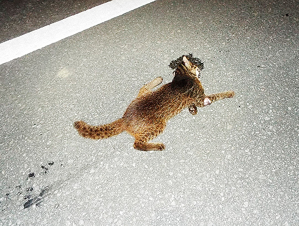 事故死 今年３件目 イリオモテヤマネコ