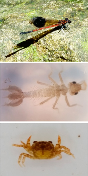 コナカハグロトンボの成虫（上）、コナカハグロトンボの幼虫（中）、ミネイサワガニ（下）＝いずれも内原徹理科教諭提供