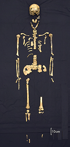 白保竿根田原洞穴遺跡から完全に近い形で見つかった旧石器時代の人骨「白保４号人骨」（県埋蔵文化財センター提供）