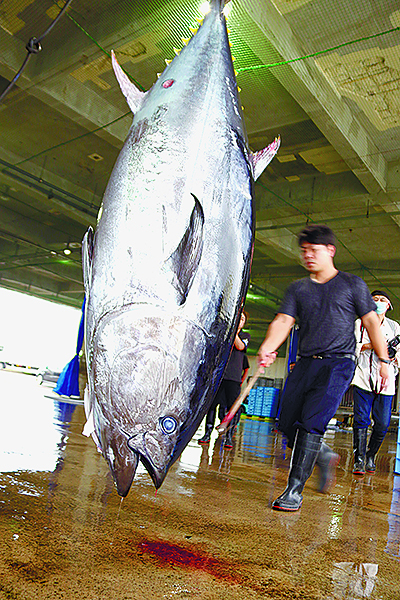 本マグロ初水揚げ 八重山漁協