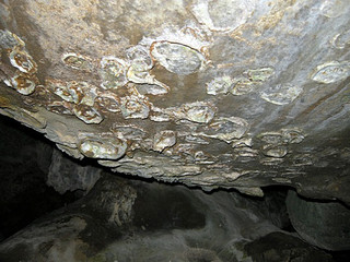 西表島北岸の洞窟内に付着しているカキの化石（小菅丈治氏提供）
